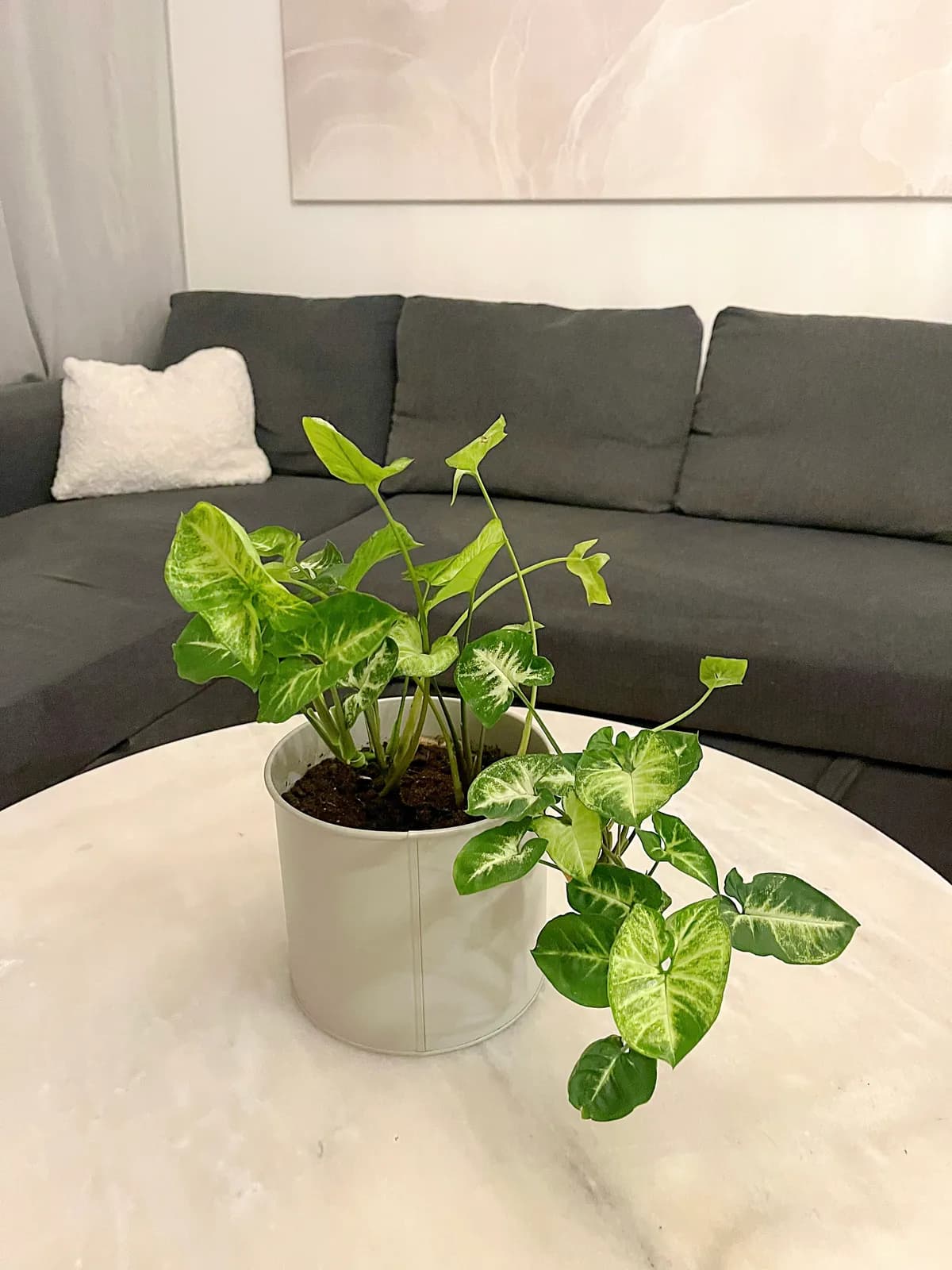 Hyreslägenhet på Trångsund i trangsund