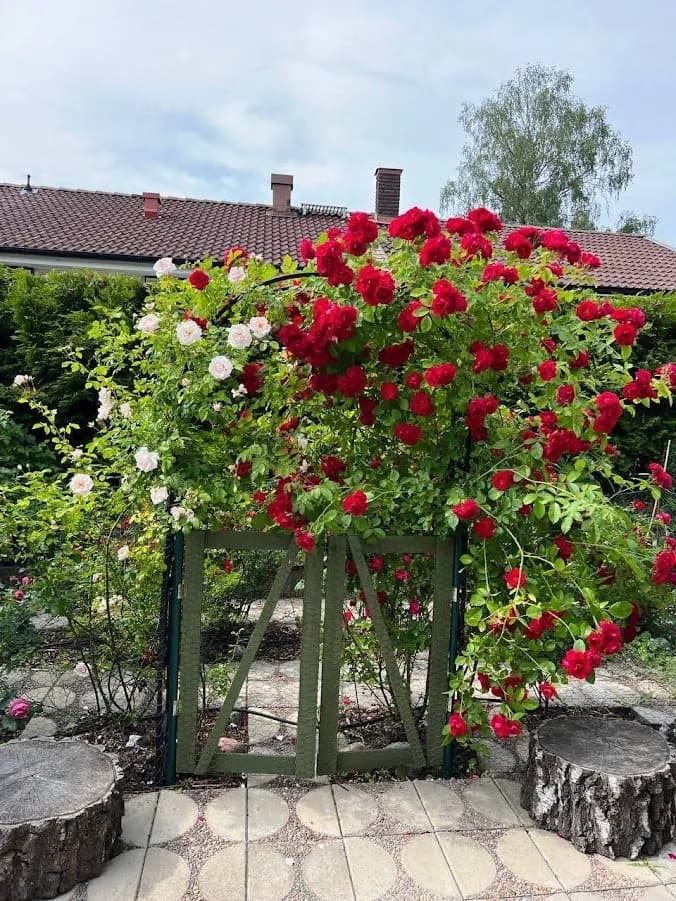 Hyreslägenhet på Hässelby i hasselby